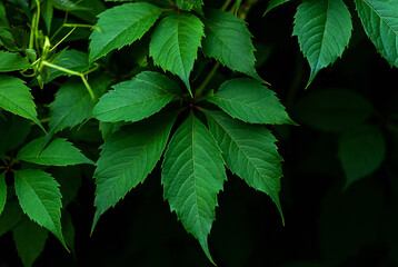 green leaves of Virginia creeper (Parthenocissus quinquefolia) close up - obrazy, fototapety, plakaty