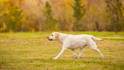 A Labrador dog runs in the autumn forest. Labrador Retriever dog in the fall between leaves.