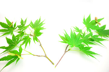 Rametti di acero con foglie verdi