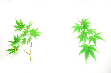 Rametti di acero giapponese