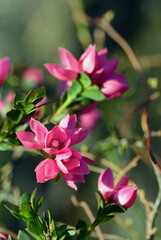 Deep pink flowers of the Australian Native Rose, Boronia serrulata, family Rutaceae, Sydney, NSW, Australia. Spring flowering.