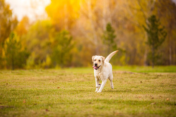 A Labrador dog runs in the autumn forest. Labrador Retriever dog in the fall between leaves.