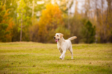 A Labrador dog runs in the autumn forest. Labrador Retriever dog in the fall between leaves.