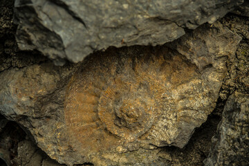 fossile