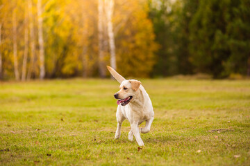A Labrador dog runs in the autumn forest. Labrador Retriever dog in the fall between leaves.