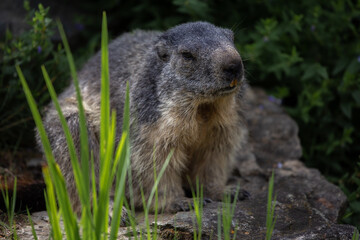 Marmotta