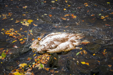 A dead swan in a river