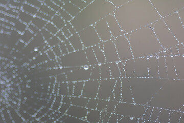 web and little drops of dew