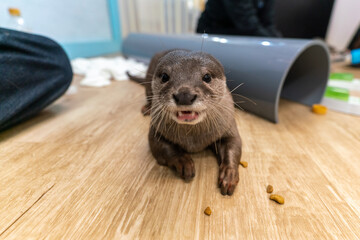 This Asian small-clawed otter is kept indoors.