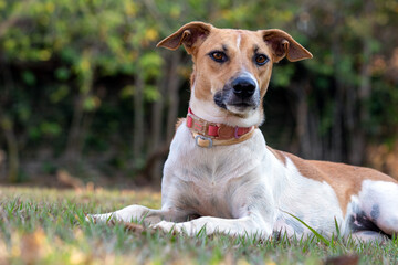 A white and brown spotted female dog enjoying the sunset in the park. Brown eyes and pink collar....