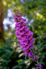 Digitalis purpurea - the foxglove or common foxglove