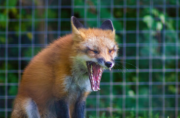 Red fox mouth open showing teeth