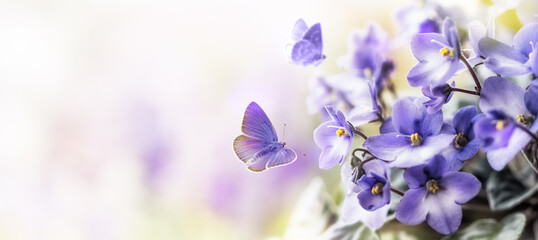Soft Purple flowers of of violet with flying butterfly on blur spring background - Powered by Adobe