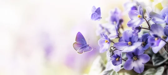 Fotobehang Soft Purple flowers of of violet with flying butterfly on blur spring background © Soho A studio