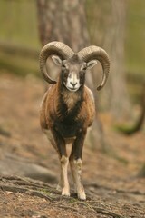mouflon (Ovis orientalis orientalis) close up portrait. Close-up portrait of mammal with big horn, Czech Republic.