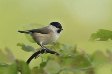 Marsh tit (Poecile palustris)sitting on the branch. Bird of Europe. Titmouse in the nature habitat.