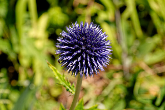 Echinops Ritro Plant - Southern Globethistle