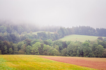 Fog in the autumn forest