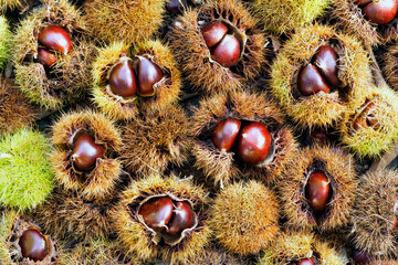 fresh autumn chestnuts with hedgehogs fallen from the tree
