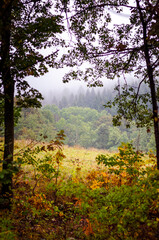 Fog in the autumn forest