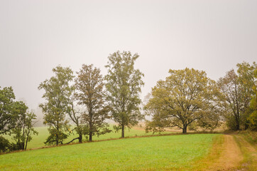 Fototapeta premium Fog in the autumn forest