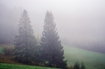 Fog in the autumn forest