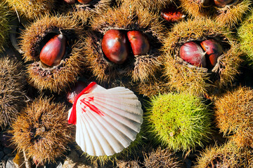 shells scallops of pilgrim to Compostela  with red cruise in way of st James on chestnuts in autumn