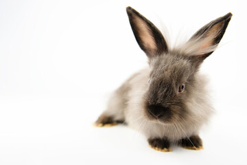 Rabbit bunny baby isolated on white background and copy space. Cute fluffy little rabbit isolated on whitebackground.