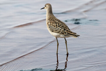 Sandpiper in shallow water near shore