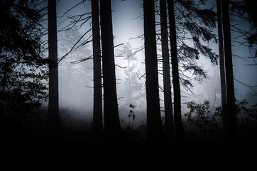 Scary mysterious forest in fog in autumn