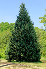 Redwood Sequoia sempervirens tree