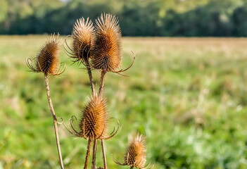 Close up and selective focus on some teasels growing in RSPB Strumpshaw Fen in the Norfolk countryside