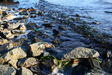 Polluted lake shore in the city of Norilsk.