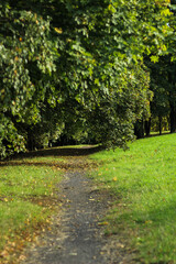 Outdoor concept: footpath in the park, selective focus