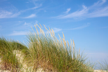 Fototapeta premium Strandgras am Nordstrand, Borkum, Ostfriesische Insel, Niedersachsen, Deutschland, Europa