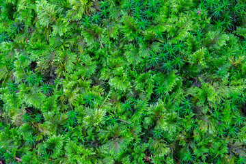 Close up of green moss for background texture