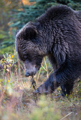 Grizzly bear in the wild