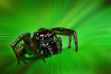 Super macro shot a tiny jumping spider