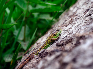 Wygrzewająca się Jaszczurka zwinka (Lacerta agilis) na pniu w letnim słonecznym dniu