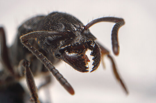 Macro shots close-up a black ant head