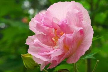 Obraz premium 日本、秋に咲くピンクの花