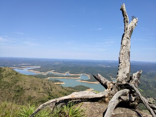 dry tree