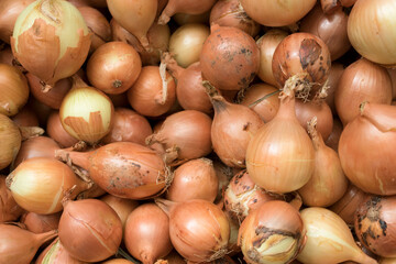 Onions. Top view. Organic vegetables. Healthy food. Fresh ingredient.