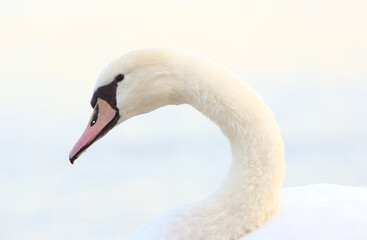 Head of swan
