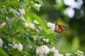 Mariposa Monarca  en la naturaleza