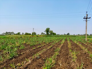 sugarcane field with a electricity pole and blue sky