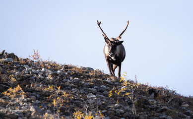 Mountain caribou in the wild