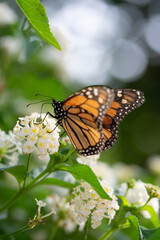 Fototapeta na wymiar Mariposa Monarca en la naturaleza