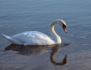 Swan 3