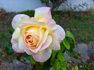 Rose d'un jaune rosé 